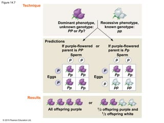 © 2015 Pearson Education Ltd.
Figure 14.7
Dominant phenotype,
unknown genotype:
PP or Pp?
Recessive phenotype,
known genotype:
pp
Predictions
Eggs
All offspring purple
or
1 2 offspring purple and
offspring white1 2
Eggs
Results
Technique
If purple-flowered
parent is PP
If purple-flowered
parent is Pp
Sperm Sperm
or
pp p p
P
p
P
P
Pp Pp
PpPp pp
Pp Pp
pp
 