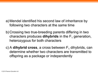 © 2015 Pearson Education Ltd
a) Mendel identified his second law of inheritance by
following two characters at the same time
b) Crossing two true-breeding parents differing in two
characters produces dihybrids in the F1 generation,
heterozygous for both characters
c) A dihybrid cross, a cross between F1 dihybrids, can
determine whether two characters are transmitted to
offspring as a package or independently
 