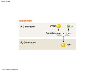 © 2015 Pearson Education Ltd.
Figure 14.8a
Experiment
P Generation
yrYRGametes
YYRR yyrr
F1 Generation
YyRr
 