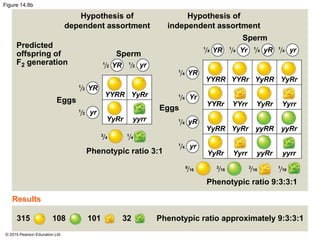 © 2015 Pearson Education Ltd.
Figure 14.8b
Predicted
offspring of
F2 generation
Hypothesis of
dependent assortment
Hypothesis of
independent assortment
Eggs
Phenotypic ratio 3:1
Results
Phenotypic ratio approximately 9:3:3:1
Phenotypic ratio 9:3:3:1
YR
yr
yr
yyrr
YR
YYRR
YyRr
YyRr
Eggs
Sperm
Sperm
Yr
YR
YR Yr yR yr
YyRrYyRRYYRrYYRR
YYRr YYrr YyRr Yyrr
yyRryyRRYyRrYyRR
YyRr Yyrr yyRr yyrr
yr
yR
315 108 101 32
1
2
1
2
1
2
1
2
3
4
1
4
1
4
1
4
1
4
1
4
1
4
1
4
1
4
1
4
9
16
3
16
3
16
1
16
 
