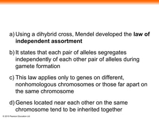 © 2015 Pearson Education Ltd
a) Using a dihybrid cross, Mendel developed the law of
independent assortment
b) It states that each pair of alleles segregates
independently of each other pair of alleles during
gamete formation
c) This law applies only to genes on different,
nonhomologous chromosomes or those far apart on
the same chromosome
d) Genes located near each other on the same
chromosome tend to be inherited together
 