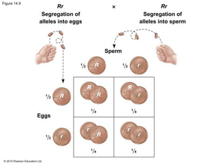 © 2015 Pearson Education Ltd.
Figure 14.9
Eggs
1
2
Sperm
Rr
Segregation of
alleles into eggs
Rr
Segregation of
alleles into sperm
1
2
1
4
1
4
1
4
1
4
1
2
1
2R
R
RR
R
r
r
r
rr
Rr
 