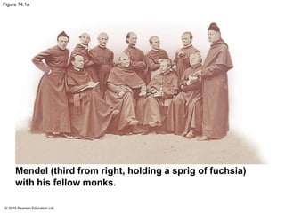 © 2015 Pearson Education Ltd.
Figure 14.1a
Mendel (third from right, holding a sprig of fuchsia)
with his fellow monks.
 