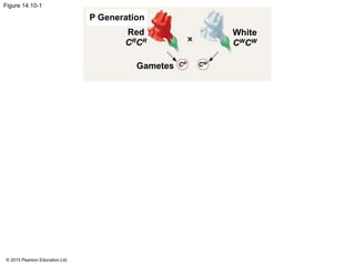 © 2015 Pearson Education Ltd.
Figure 14.10-1
P Generation
White
CWCW
Red
CRCR
Gametes CR CW
 