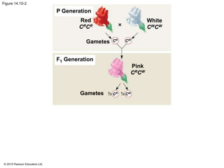 © 2015 Pearson Education Ltd.
Figure 14.10-2
P Generation
F1 Generation
Gametes
Pink
CRCW
White
CWCW
Red
CRCR
Gametes CR CW
CR CW1
2
1
2
 