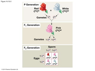 © 2015 Pearson Education Ltd.
Figure 14.10-3
P Generation
F1 Generation
F2 Generation
Gametes
Sperm
Eggs
Pink
CRCW
White
CWCW
Red
CRCR
Gametes CR CW
CR CW
CR CW
CR
CW
CRCR CRCW
CWCWCRCW
1
2
1
2
1
2
1
2
1
2
1
2
 