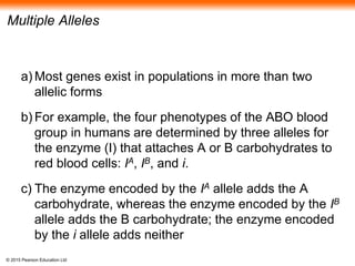 © 2015 Pearson Education Ltd
Multiple Alleles
a) Most genes exist in populations in more than two
allelic forms
b) For example, the four phenotypes of the ABO blood
group in humans are determined by three alleles for
the enzyme (I) that attaches A or B carbohydrates to
red blood cells: IA, IB, and i.
c) The enzyme encoded by the IA allele adds the A
carbohydrate, whereas the enzyme encoded by the IB
allele adds the B carbohydrate; the enzyme encoded
by the i allele adds neither
 