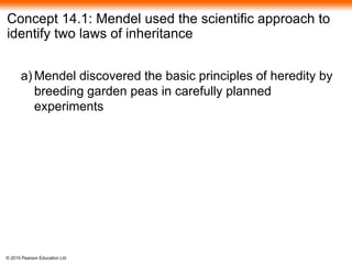 © 2015 Pearson Education Ltd
Concept 14.1: Mendel used the scientific approach to
identify two laws of inheritance
a) Mendel discovered the basic principles of heredity by
breeding garden peas in carefully planned
experiments
 