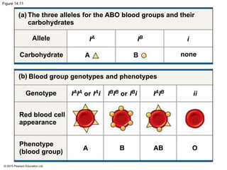 © 2015 Pearson Education Ltd.
Figure 14.11
The three alleles for the ABO blood groups and their
carbohydrates
Blood group genotypes and phenotypes
Allele
Carbohydrate
Genotype
Red blood cell
appearance
Phenotype
(blood group)
A B AB O
iiIAIBIBIB IBiororIAIA IAi
IA IB i
(a)
(b)
A B none
 
