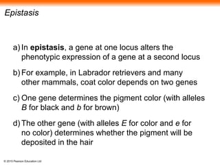 © 2015 Pearson Education Ltd
Epistasis
a) In epistasis, a gene at one locus alters the
phenotypic expression of a gene at a second locus
b) For example, in Labrador retrievers and many
other mammals, coat color depends on two genes
c) One gene determines the pigment color (with alleles
B for black and b for brown)
d) The other gene (with alleles E for color and e for
no color) determines whether the pigment will be
deposited in the hair
 