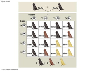 © 2015 Pearson Education Ltd.
Figure 14.12
BbEe BbEe
Sperm
Eggs
9 3 4::
BBEE
BbEE
BBEe
BbEe bbEe
BbEe
bbEE
BbEE BBEe
BbEe
BBee
Bbee bbee
Bbee
bbEe
BbEe
beBe1
4
1
4
1
4
1
4
1
4
1
4
1
4
1
4bEBE
BE
bE
Be
be
 
