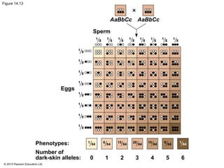 © 2015 Pearson Education Ltd.
Figure 14.13
Eggs
Sperm
AaBbCc AaBbCc
Phenotypes:
Number of
dark-skin alleles: 0 1 2 3 4 5 6
1
8
1
8
1
8
1
8
1
8
1
8
1
8
1
8
1
64
6
64
15
64
20
64
15
64
6
64
1
64
1
8
1
8
1
8
1
8
1
8
1
8
1
8
1
8
 