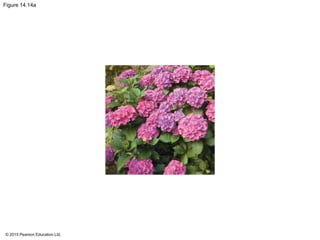 © 2015 Pearson Education Ltd.
Figure 14.14a
 