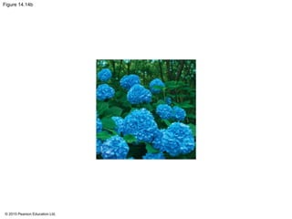 © 2015 Pearson Education Ltd.
Figure 14.14b
 