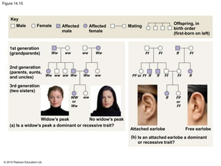 © 2015 Pearson Education Ltd.
Figure 14.15
Key
Male Female Affected
male
Affected
female
Mating
Offspring, in
birth order
(first-born on left)
ff FfFfFf
FF Ff ff ff Ff Ff ff
ff FF
Ff
or
or
No widow’s peak
1st generation
(grandparents)
2nd generation
(parents, aunts,
and uncles)
3rd generation
(two sisters)
(a) Is a widow’s peak a dominant or recessive trait?
(b) Is an attached earlobe a dominant
or recessive trait?
Attached earlobe Free earlobe
Wwww
wwWwWwWw ww ww
wwWw
Ww
WW
or
ww
Widow’s peak
 