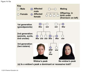 © 2015 Pearson Education Ltd.
Figure 14.15a
Key
Male
Female
Affected
male
Affected
female
Mating
Offspring, in
birth order
(first-born on left)
No widow’s peak
1st generation
(grandparents)
2nd generation
(parents, aunts,
and uncles)
3rd generation
(two sisters)
(a) Is a widow’s peak a dominant or recessive trait?
Widow’s peak
wwWw ww Ww
WwWwWw
Ww
WW
ww ww ww
ww
or
 