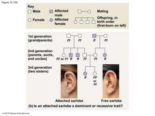 © 2015 Pearson Education Ltd.
Figure 14.15b
Key
Male
Female
Affected
male
Affected
female
Mating
Offspring, in
birth order
(first-born on left)
Ff
Is an attached earlobe a dominant or recessive trait?
Attached earlobe Free earlobe
1st generation
(grandparents)
2nd generation
(parents, aunts,
and uncles)
3rd generation
(two sisters)
Ff ff Ff
Ff ffffff FfFfFF or
ff FF
Ff
or
(b)
 