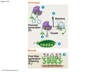 © 2015 Pearson Education Ltd.
Figure 14.2
Technique
1
2
Parental
generation
(P)
Stamens
Carpel
3
4
5
Results
First filial
generation
offspring
(F1)
 