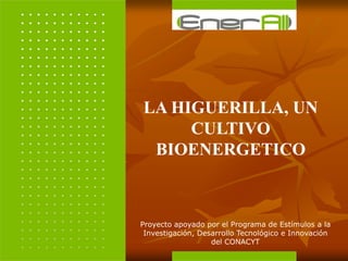 LA HIGUERILLA, UN
CULTIVO
BIOENERGETICO
Proyecto apoyado por el Programa de Estímulos a la
Investigación, Desarrollo Tecnológico e Innovación
del CONACYT
 
