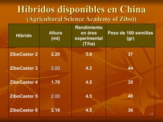 12
Híbridos disponibles en China
(Agricultural Science Academy of Zibo))
Híbrido
Altura
(mt)
Rendimiento
en área
experimental
(T/ha)
Peso de 100 semillas
(gr)
ZiboCastor 2 2.20 3.8 37
ZiboCastor 3 2.00 4.2 44
ZiboCastor 4 1.70 4.5 35
ZiboCastor 5 2.00 4.5 40
ZiboCastor 8 2.10 4.5 36
 