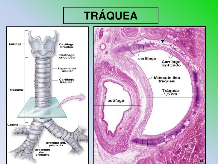14 histologia del sistema respiratorio