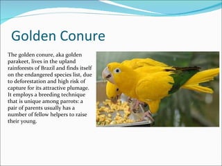 Golden Conure The golden conure, aka golden parakeet, lives in the upland rainforests of Brazil and finds itself on the endangered species list, due to deforestation and high risk of capture for its attractive plumage. It employs a breeding technique that is unique among parrots: a pair of parents usually has a number of fellow helpers to raise their young. 