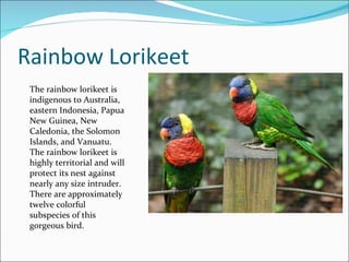 Rainbow Lorikeet The rainbow lorikeet is indigenous to Australia, eastern Indonesia, Papua New Guinea, New Caledonia, the Solomon Islands, and Vanuatu. The rainbow lorikeet is highly territorial and will protect its nest against nearly any size intruder. There are approximately twelve colorful subspecies of this gorgeous bird. 