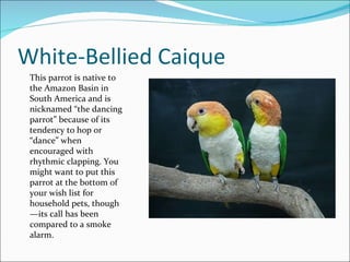 White-Bellied Caique This parrot is native to the Amazon Basin in South America and is nicknamed “the dancing parrot” because of its tendency to hop or “dance” when encouraged with rhythmic clapping. You might want to put this parrot at the bottom of your wish list for household pets, though—its call has been compared to a smoke alarm. 