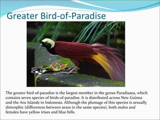 Greater Bird-of-Paradise The greater bird-of-paradise is the largest member in the genus Paradisaea, which contains seven species of birds-of-paradise. It is distributed across New Guinea and the Aru Islands in Indonesia. Although the plumage of this species is sexually dimorphic (differences between sexes in the same species), both males and females have yellow irises and blue bills. 