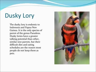 Dusky Lory The dusky lory is endemic to Indonesia and Papua New Guinea. It is the only species of parrot of the genus Pseudeos. Dusky lories have a greater talking potential than other, similar-size parrots, but their difficult diet and eating schedules are the reason most people do not keep them as pets. 