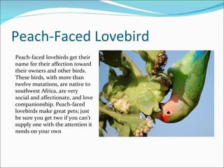 Peach-Faced Lovebird Peach-faced lovebirds get their name for their affection toward their owners and other birds. These birds, with more than twelve mutations, are native to southwest Africa, are very social and affectionate, and love companionship. Peach-faced lovebirds make great pets; just be sure you get two if you can’t supply one with the attention it needs on your own 