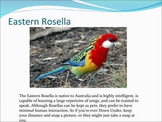 Eastern Rosella The Eastern Rosella is native to Australia and is highly intelligent, is capable of learning a large repertoire of songs, and can be trained to speak. Although Rosellas can be kept as pets, they prefer to have minimal human interaction. So if you’re ever Down Under, keep your distance and snap a picture, or they might just take a snap at you. 