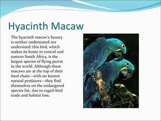 Hyacinth Macaw The hyacinth macaw’s beauty is neither understated nor undersized: this bird, which makes its home in central and eastern South Africa, is the largest species of flying parrot in the world. Although these macaws are at the top of their food chain—with no known natural predators—they find themselves on the endangered species list, due to caged-bird trade and habitat loss. 