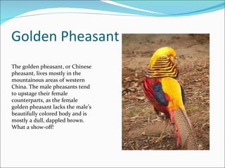 Golden Pheasant The golden pheasant, or Chinese pheasant, lives mostly in the mountainous areas of western China. The male pheasants tend to upstage their female counterparts, as the female golden pheasant lacks the male’s beautifully colored body and is mostly a dull, dappled brown. What a show-off! 