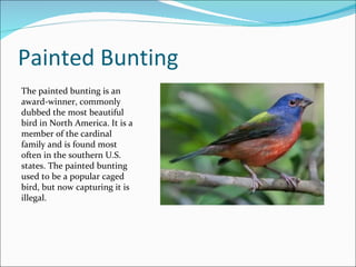 Painted Bunting The painted bunting is an award-winner, commonly dubbed the most beautiful bird in North America. It is a member of the cardinal family and is found most often in the southern U.S. states. The painted bunting used to be a popular caged bird, but now capturing it is illegal. 