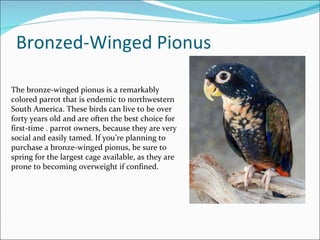 Bronzed-Winged Pionus The bronze-winged pionus is a remarkably colored parrot that is endemic to northwestern South America. These birds can live to be over forty years old and are often the best choice for first-time . parrot owners, because they are very social and easily tamed. If you’re planning to purchase a bronze-winged pionus, be sure to spring for the largest cage available, as they are prone to becoming overweight if confined. 