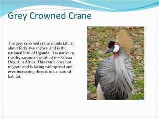 Grey Crowned Crane The grey crowned crane stands tall, at about forty-two inches, and is the national bird of Uganda. It is native to the dry savannah south of the Sahara Desert in Africa. This crane does not migrate and is facing widespread and ever-increasing threats to its natural habitat. 