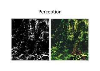 Percep3on	
  
 