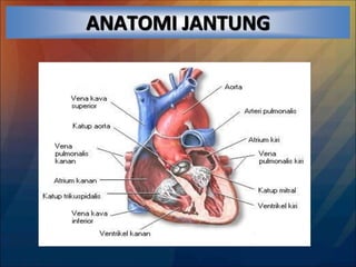 ANATOMI JANTUNG
 