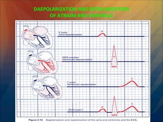 DAEPOLARIZATION AND REPOLARIZATION
OF ATRIUM AND VENTRICLE
 