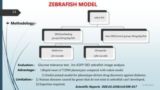 ZEBRAFISH MODEL
 Methodology:-
Evaluation:- Glucose tolerance test , Ins-EGFP DIO zebrafish image analysis.
Advantage:- 1)Rapid onset of T2DM phenotypes compared with rodent model.
2) Useful animal model for phenotype-driven drug discovery against diabetes.
Limitation:- 1) Human diseases caused by genes that do not exist in zebrafish can’t developed.
2) Expertise required.
zebra fish
DIO(Overfeeding
group)120mg/day/fish
Metformin
(20 microM)
Glimepride
(100 microM)
Non-DIO(Control group) 20mg/day/fish
5/18/2018
14
Scientific Reports DOI:10.1038/s41598-017
 