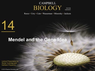 CAMPBELL
BIOLOGY
Reece • Urry • Cain • Wasserman • Minorsky • Jackson
© 2014 Pearson Education, Inc.
TENTH
EDITION
CAMPBELL
BIOLOGY
Reece • Urry • Cain • Wasserman • Minorsky • Jackson
TENTH
EDITION
14
Mendel and the Gene Idea
Lecture Presentation by
Nicole Tunbridge and
Kathleen Fitzpatrick
 