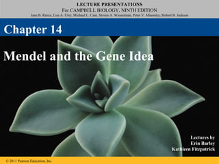 LECTURE PRESENTATIONS
For CAMPBELL BIOLOGY, NINTH EDITION
Jane B. Reece, Lisa A. Urry, Michael L. Cain, Steven A. Wasserman, Peter V. Minorsky, Robert B. Jackson

Chapter 14

Mendel and the Gene Idea

Lectures by
Erin Barley
Kathleen Fitzpatrick
© 2011 Pearson Education, Inc.

 