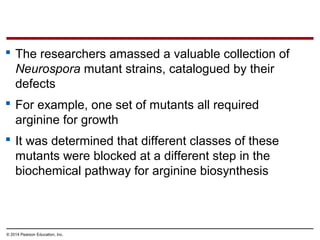 © 2014 Pearson Education, Inc.
 The researchers amassed a valuable collection of
Neurospora mutant strains, catalogued by their
defects
 For example, one set of mutants all required
arginine for growth
 It was determined that different classes of these
mutants were blocked at a different step in the
biochemical pathway for arginine biosynthesis
 