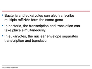 © 2014 Pearson Education, Inc.
 Bacteria and eukaryotes can also transcribe
multiple mRNAs form the same gene
 In bacteria, the transcription and translation can
take place simultaneously
 In eukaryotes, the nuclear envelope separates
transcription and translation
 