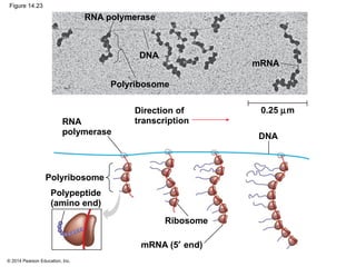 © 2014 Pearson Education, Inc.
Figure 14.23
RNA polymerase
mRNA
0.25 µm
DNA
Polyribosome
RNA
polymerase DNA
Polyribosome
Direction of
transcription
Ribosome
mRNA (5′ end)
Polypeptide
(amino end)
 