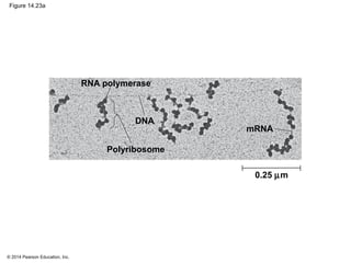 © 2014 Pearson Education, Inc.
Figure 14.23a
RNA polymerase
mRNA
0.25 µm
DNA
Polyribosome
 