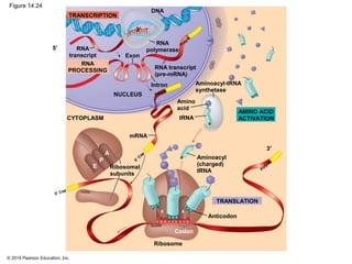 © 2014 Pearson Education, Inc.
Figure 14.24
A
U A
tRNA
5′ Cap
3′
mRNA
Ribosomal
subunits
Aminoacyl
(charged)
tRNA
P
E
G
5′
3′
Ribosome
Codon
Anticodon
TRANSLATION
Amino
acid
Aminoacyl-tRNA
synthetase
CYTOPLASM
NUCLEUS
AMINO ACID
ACTIVATION
Intron
5′ C
ap
Poly-A
TRANSCRIPTION
RNA
PROCESSING
RNA
transcript
RNA transcript
(pre-mRNA)
RNA
polymerase
Exon
DNA
Poly-A
Poly-A
U GUG U U
A A A
A
C
C U
A
C
AE
 