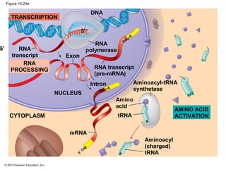 © 2014 Pearson Education, Inc.
Figure 14.24a
tRNA
mRNA
5′
3′
Amino
acid
Aminoacyl-tRNA
synthetase
CYTOPLASM
NUCLEUS
AMINO ACID
ACTIVATION
Intron
5′ C
ap
TRANSCRIPTION
RNA
PROCESSING
RNA
transcript
RNA transcript
(pre-mRNA)
RNA
polymerase
Exon
DNA
Poly-A
Poly-A
Aminoacyl
(charged)
tRNA
 
