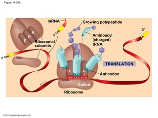 © 2014 Pearson Education, Inc.
Figure 14.24b
A
U A
5′ Cap
3′
mRNA
Ribosomal
subunits
Aminoacyl
(charged)
tRNA
P
E
G
Ribosome
Codon
Anticodon
TRANSLATION
5′ C
ap
Poly-A
U GUG U U
A A A
A
C
C U
A
C
AE
Growing polypeptide
 